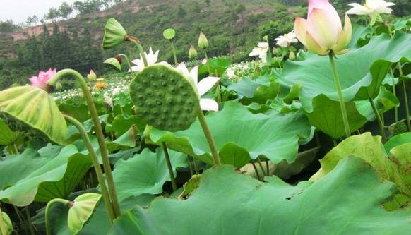 新余应季水果采摘园,新余水西水果采摘