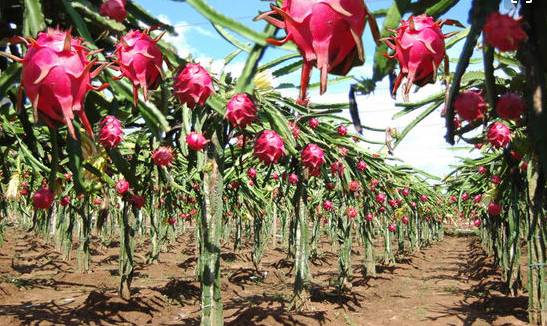 新余应季水果采摘园,新余水西水果采摘