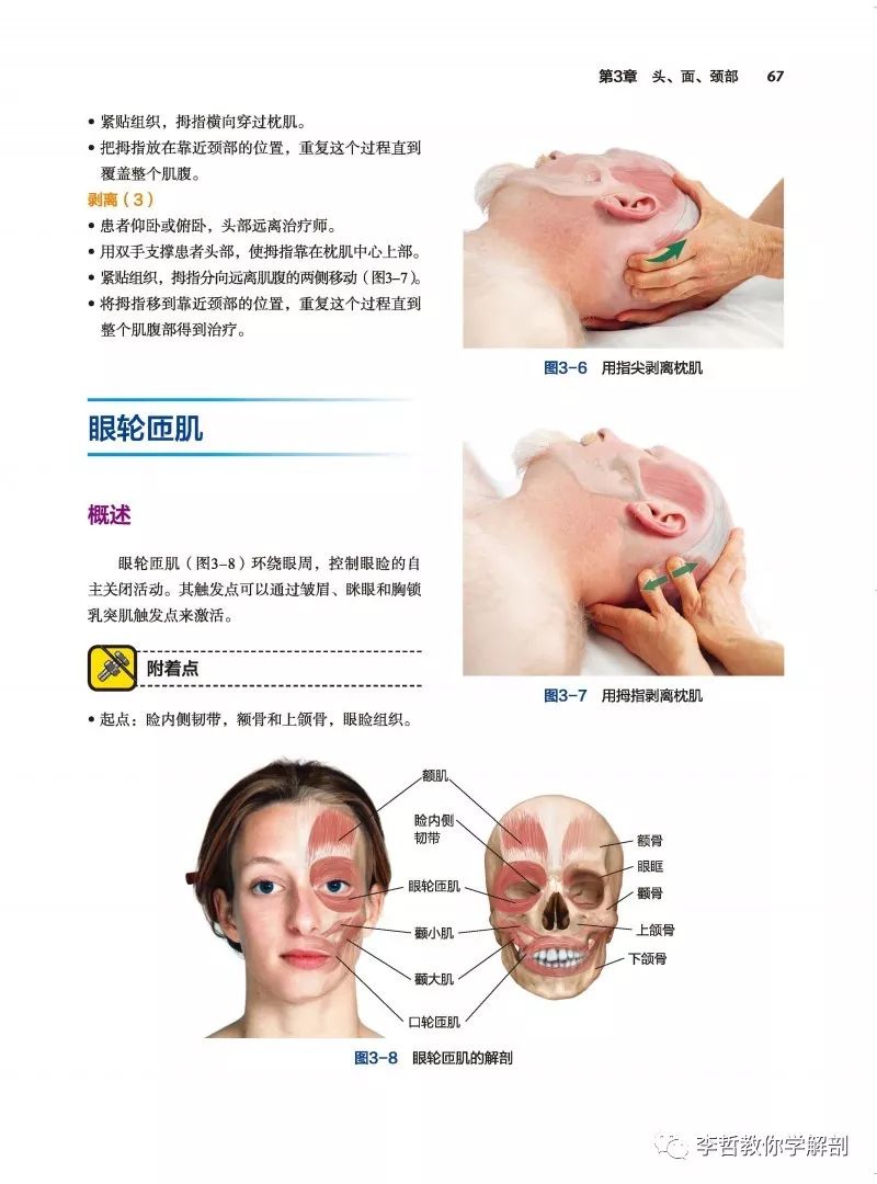经典书籍百年之后还是经典---《基础临床按摩疗法》最新版来袭
