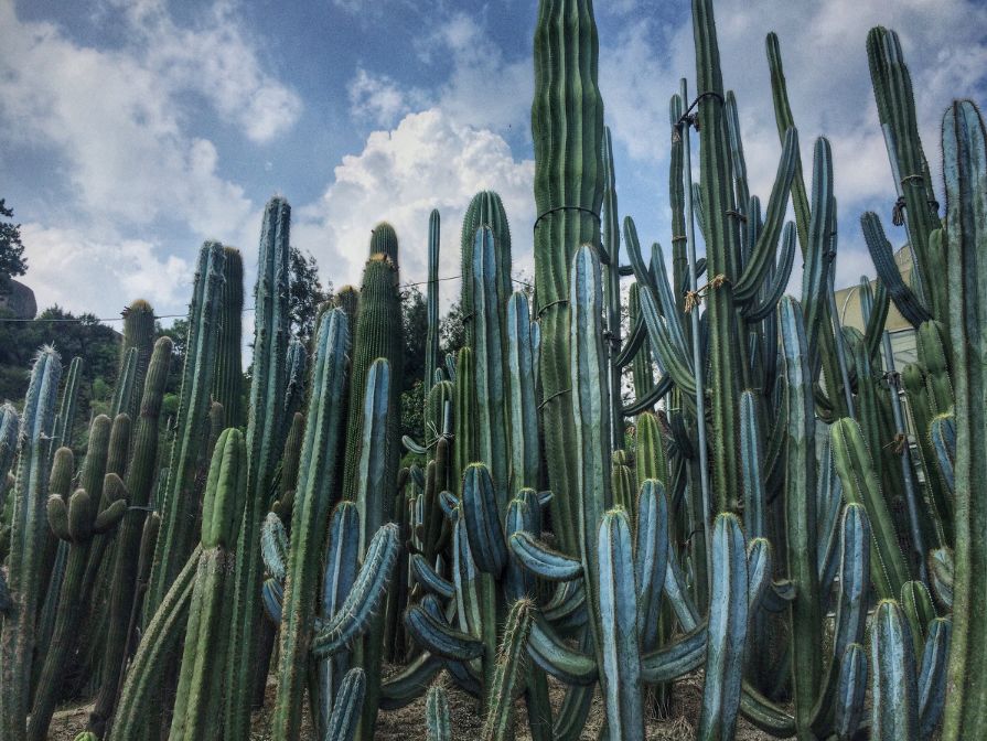 这个夏天我们再邂逅一次厦门吧,这个夏天想跟你再去一次厦门