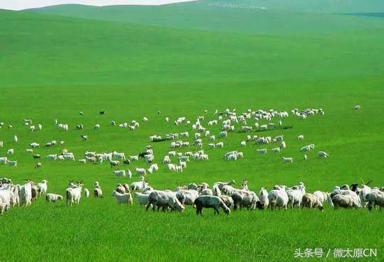 鄂尔多斯高端羊绒衫原创,探索内蒙古草原之旅