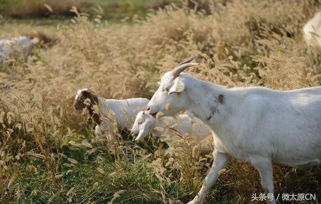 鄂尔多斯高端羊绒衫原创,探索内蒙古草原之旅