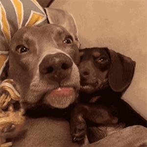 狗狗的性格你知道几种,狗狗最喜欢什么样的主人