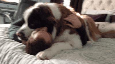 狗狗的性格你知道几种,狗狗最喜欢什么样的主人