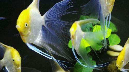 不是所有大脑袋的观赏鱼，看起来都令人舒适，有些品种其实很难看