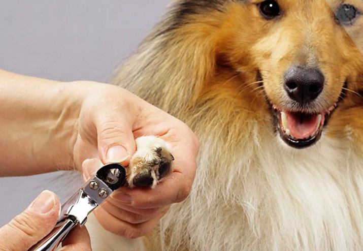 记者观察｜宠物经济悄然崛起，产业链条的每个环节都是商机