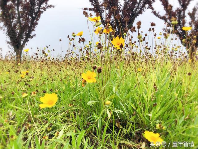 「探营」辣么贵的国际营到底好在哪？