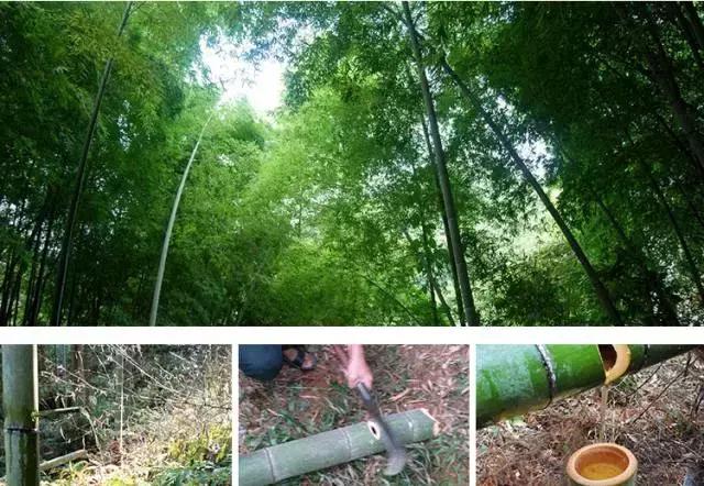 原生态健康养生酒,原生态竹筒酒推荐红色