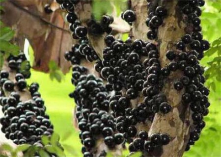 山东树葡萄嘉宝果,嘉宝果树葡萄营养价值及作用