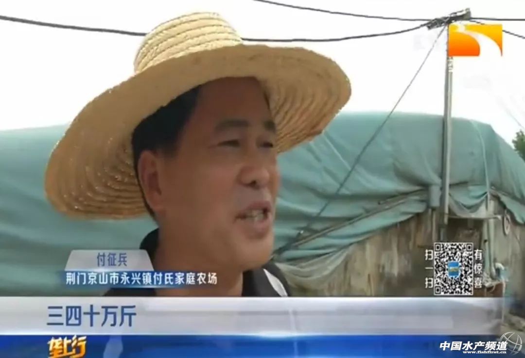 工厂化大棚养殖甲鱼,大棚养殖甲鱼一亩投资多少钱