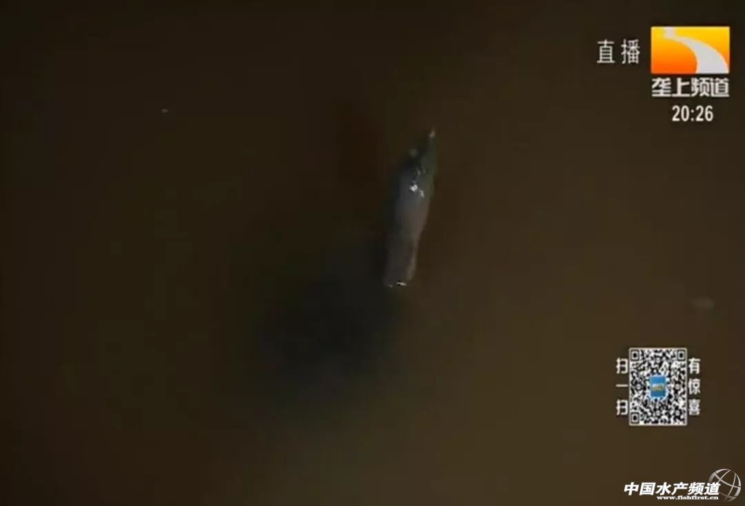 工厂化大棚养殖甲鱼,大棚养殖甲鱼一亩投资多少钱