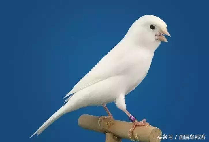 芙蓉鸟金丝鸟的饲养与繁殖,芙蓉鸟金丝雀要怎么上手才行