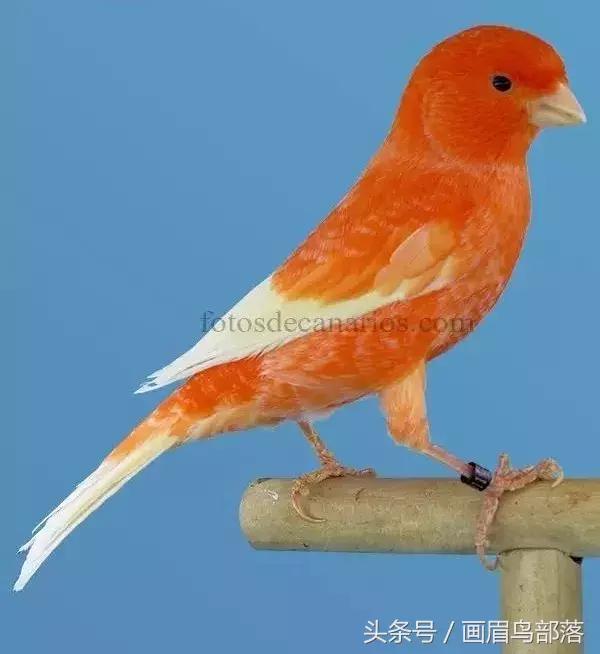 芙蓉鸟金丝鸟的饲养与繁殖,芙蓉鸟金丝雀要怎么上手才行