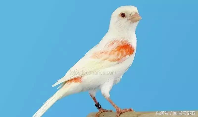 芙蓉鸟金丝鸟的饲养与繁殖,芙蓉鸟金丝雀要怎么上手才行