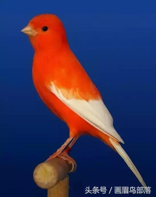 芙蓉鸟金丝鸟的饲养与繁殖,芙蓉鸟金丝雀要怎么上手才行