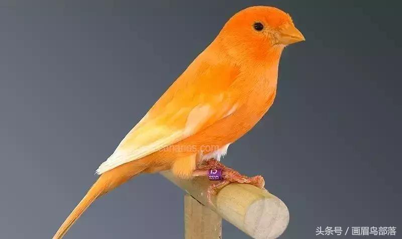 芙蓉鸟金丝鸟的饲养与繁殖,芙蓉鸟金丝雀要怎么上手才行