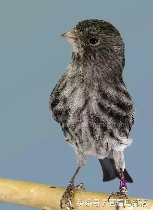 芙蓉鸟金丝鸟的饲养与繁殖,芙蓉鸟金丝雀要怎么上手才行