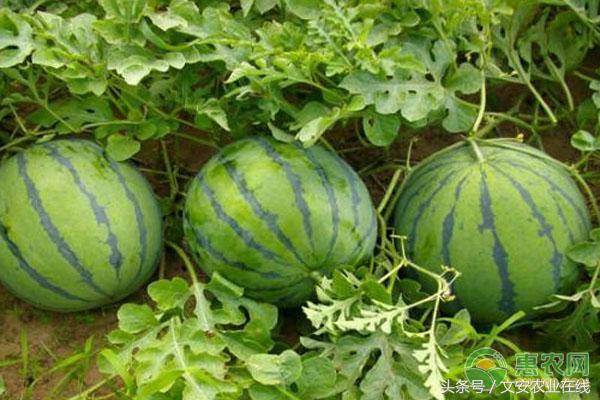 海南西瓜今天多少钱一斤,今天西瓜多少钱