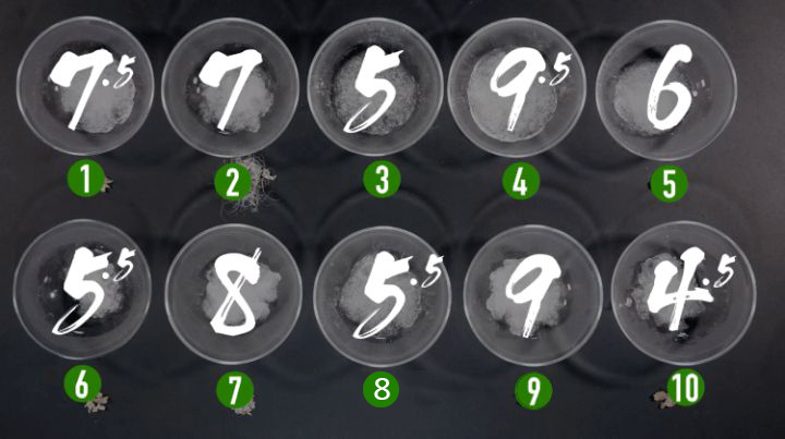 植物燕窝到底是真的吗,植物燕窝与天然燕窝有什么区别