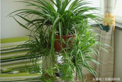 什么绿植吸收甲醛最好,新装修房子放什么绿植可防甲醛