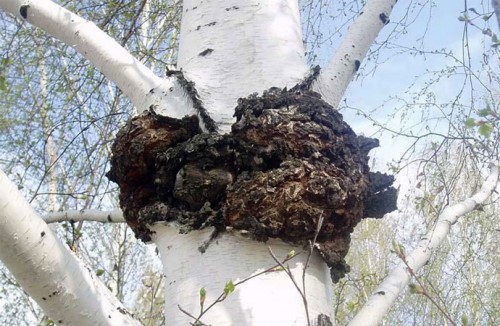 杨波:传统方式浪费白桦茸资源赴俄投资实现多方共赢