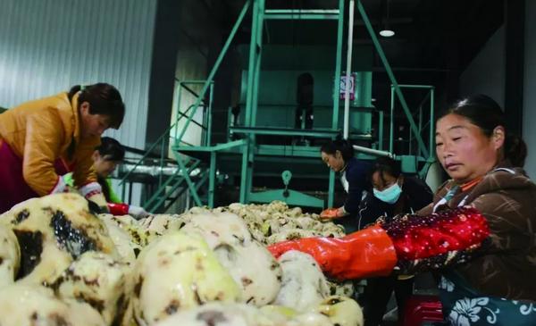 魔芋成为农户脱贫致富的大产业,京东投入10亿打造优质农特产