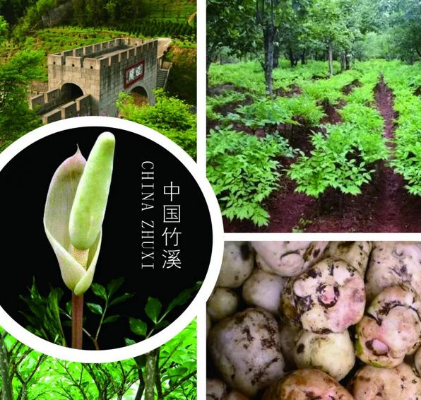 魔芋成为农户脱贫致富的大产业,京东投入10亿打造优质农特产