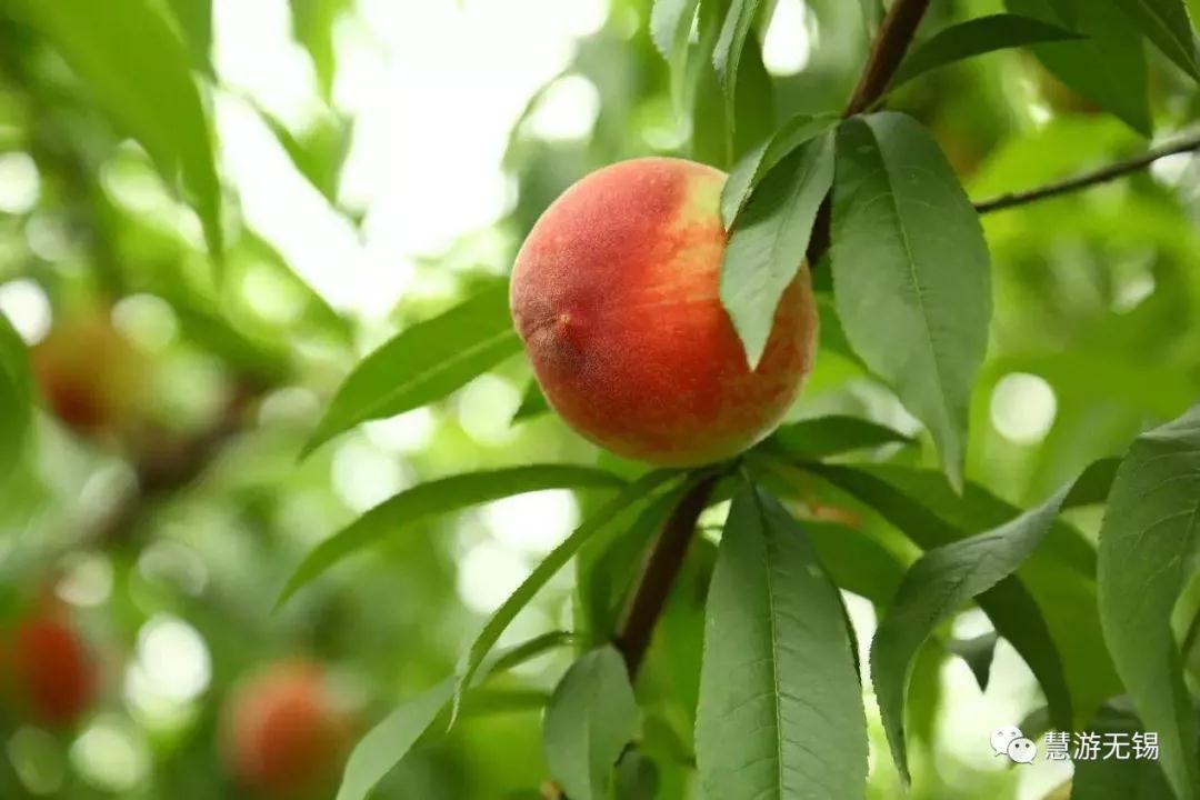 慧游君教你怎样有腔调的吃水蜜桃!