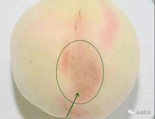 慧游君教你怎样有腔调的吃水蜜桃!