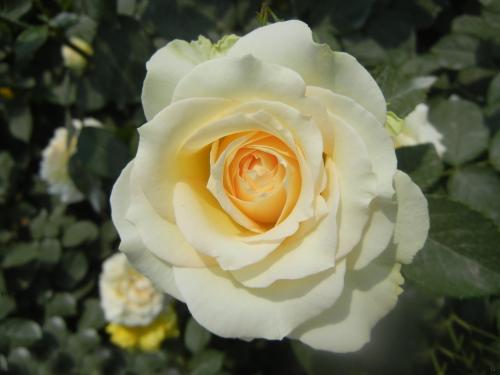 北方爬藤月季最好品种在哪购买,最适合广西种植的爬藤月季品种