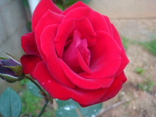 北方爬藤月季最好品种在哪购买,最适合广西种植的爬藤月季品种