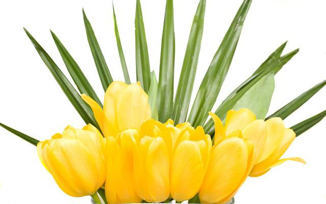 语言三美中文永恒