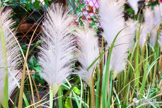 一家藏在郑州里的世外桃源，来这看世界杯没错！