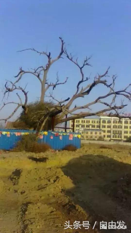 老包头人的生活缩影,包头各地往事