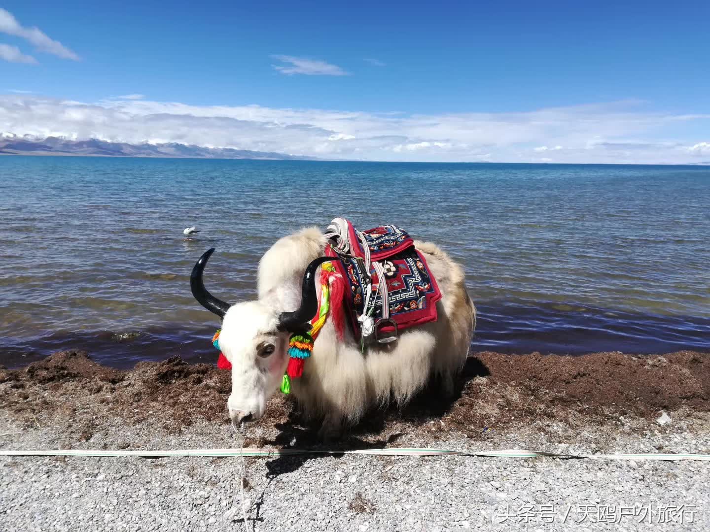 自驾游川藏线纳木错,21年纳木错自驾游美好记忆回放