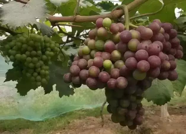 葡萄小果脱落是什么原因,葡萄软果掉果是怎么回事