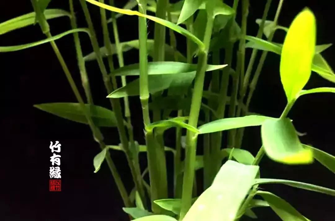 姬翠竹竹杆种植,姬翠竹养护修剪