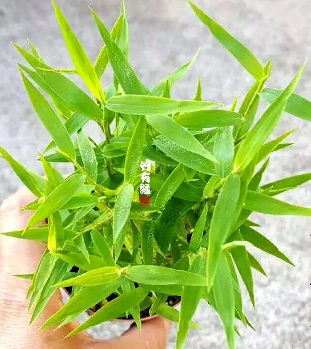 姬翠竹竹杆种植,姬翠竹养护修剪