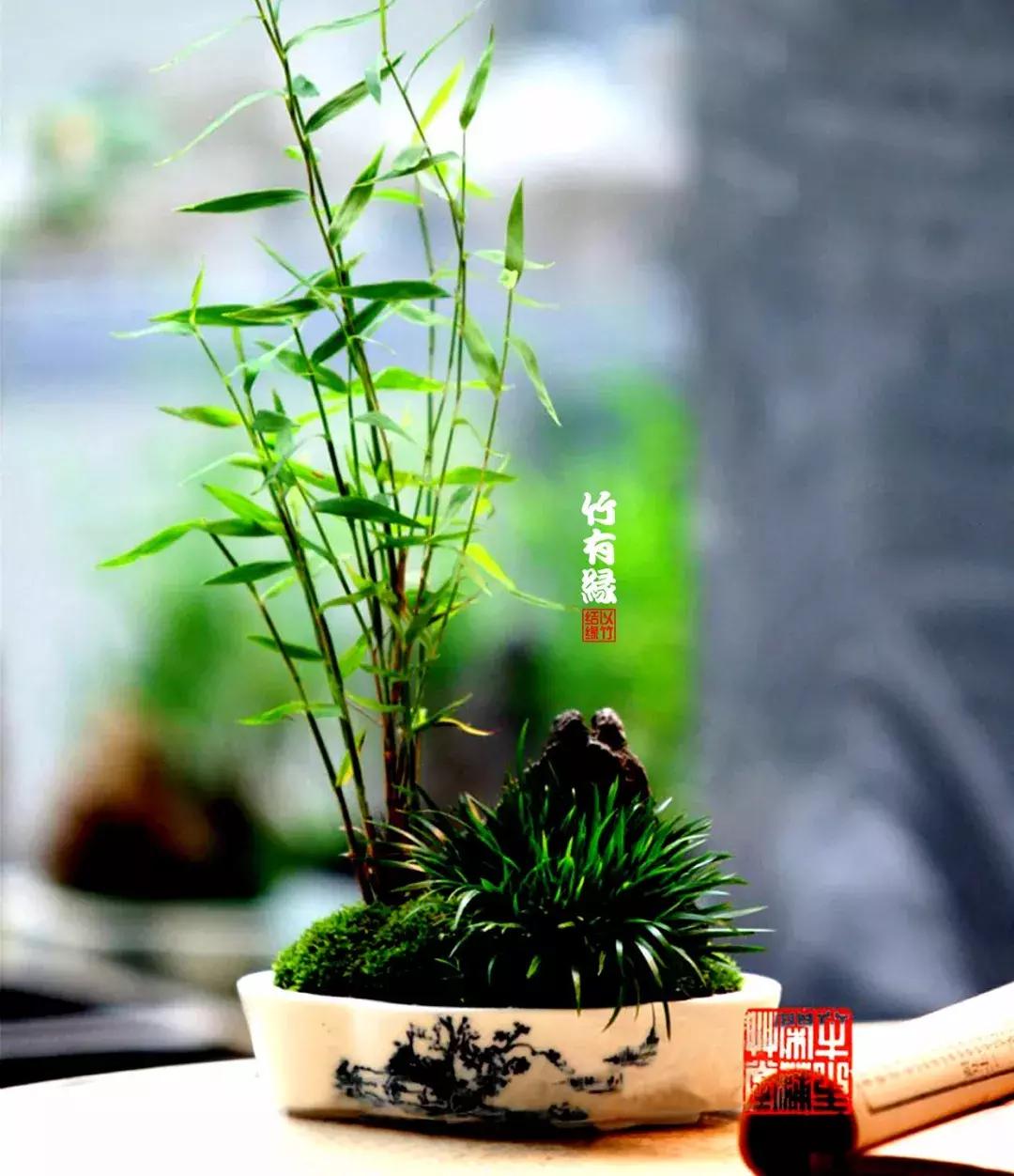 姬翠竹竹杆种植,姬翠竹养护修剪