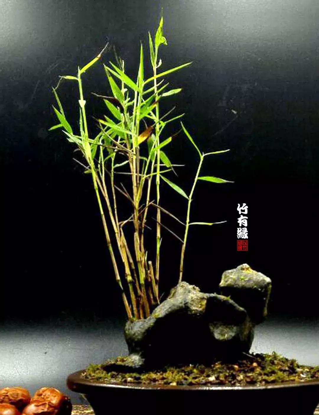 姬翠竹竹杆种植,姬翠竹养护修剪