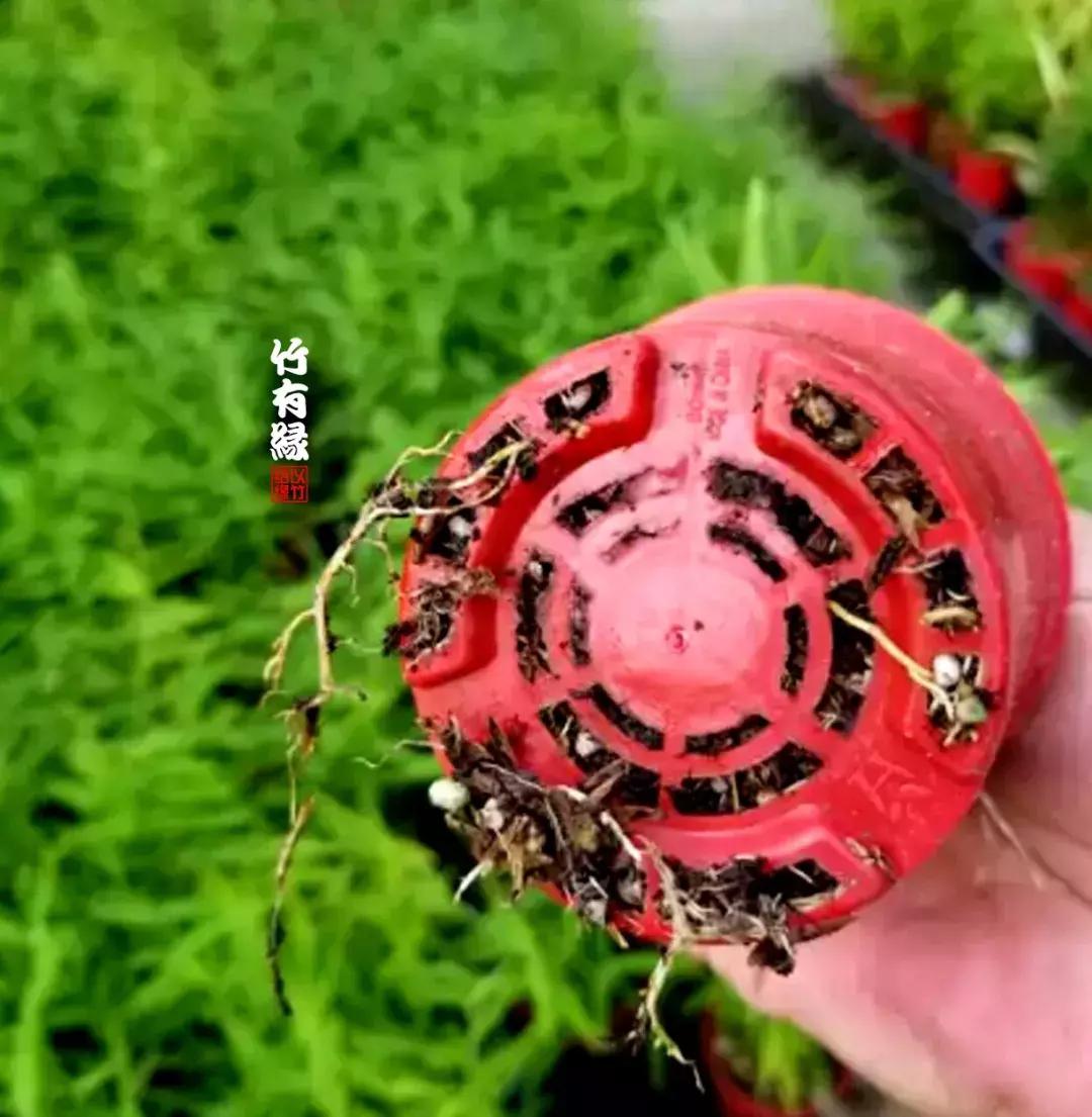 姬翠竹竹杆种植,姬翠竹养护修剪