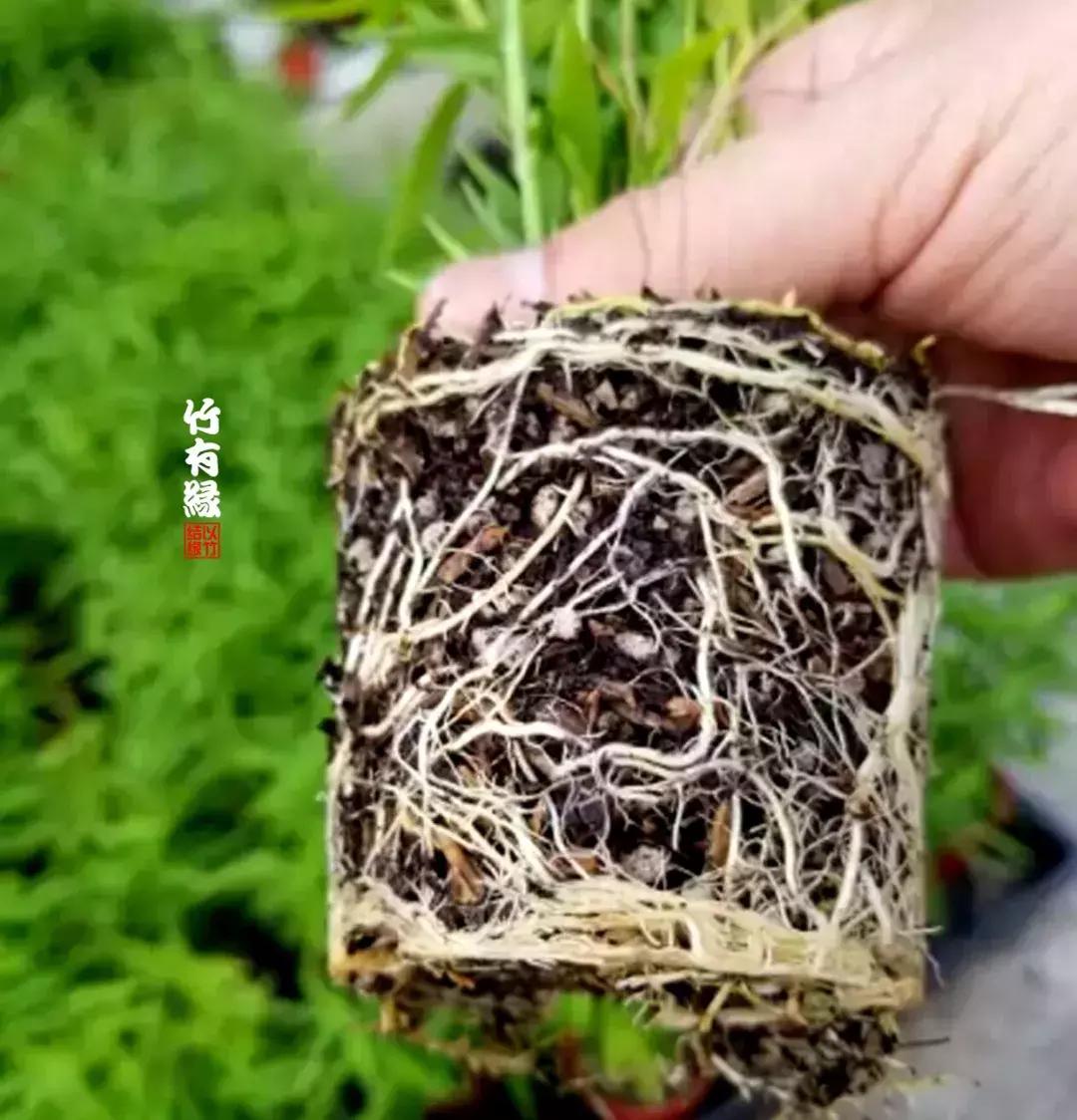 姬翠竹竹杆种植,姬翠竹养护修剪