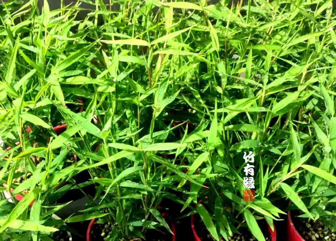 姬翠竹竹杆种植,姬翠竹养护修剪