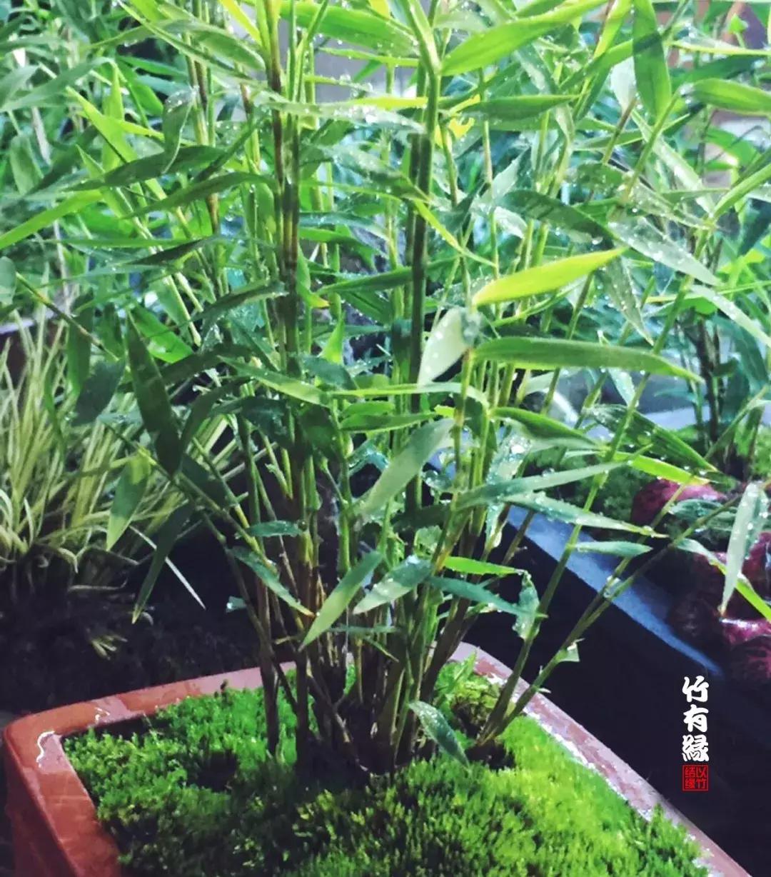 姬翠竹竹杆种植,姬翠竹养护修剪