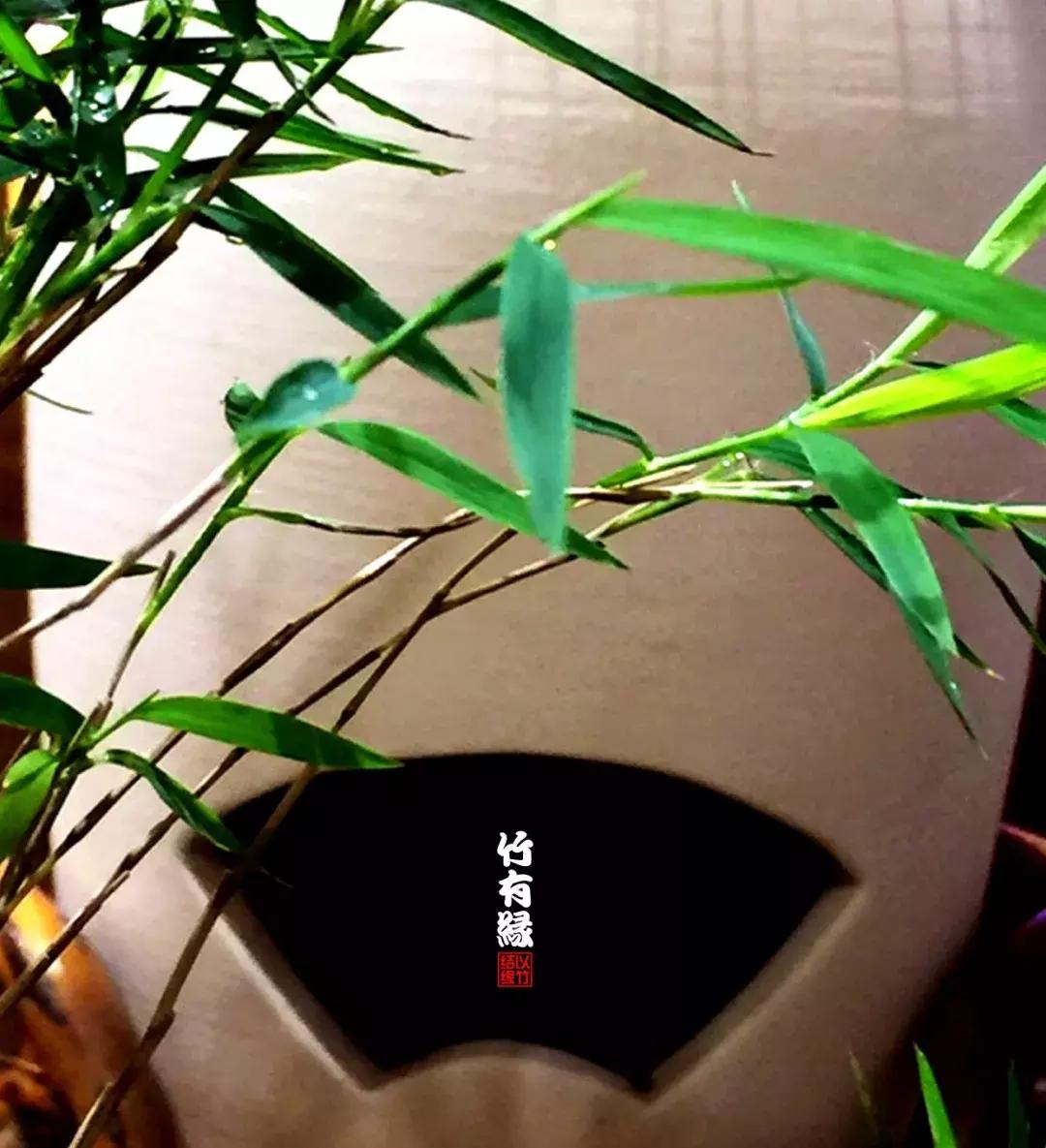 姬翠竹竹杆种植,姬翠竹养护修剪