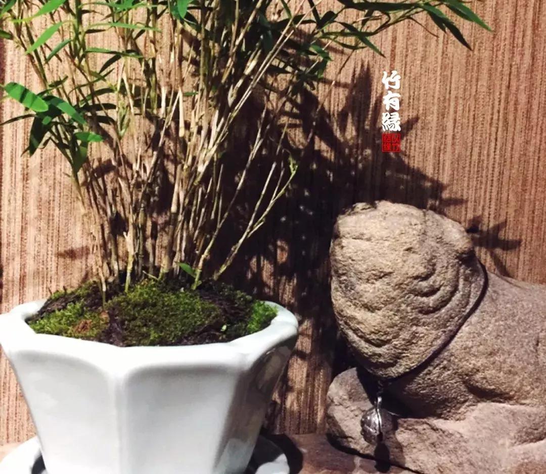 姬翠竹竹杆种植,姬翠竹养护修剪