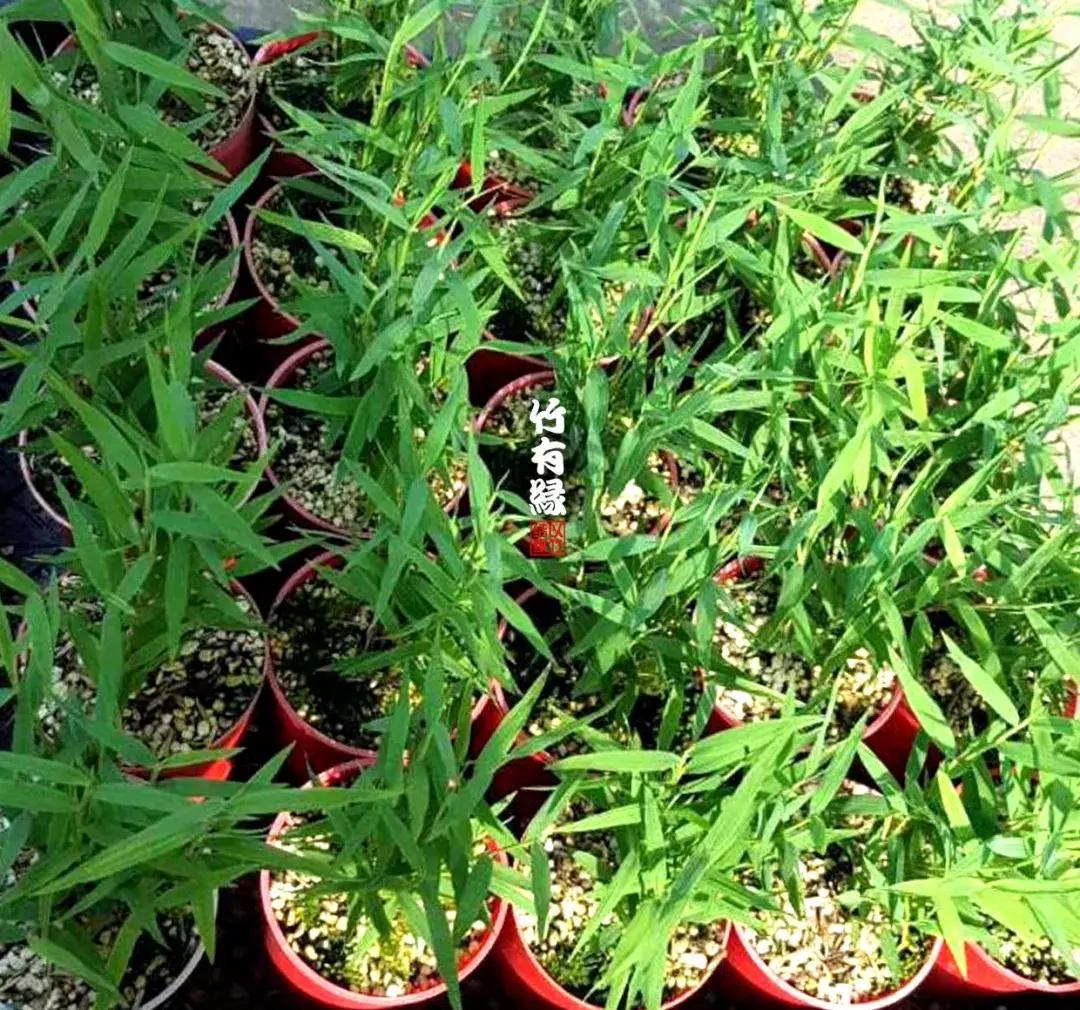 姬翠竹竹杆种植,姬翠竹养护修剪