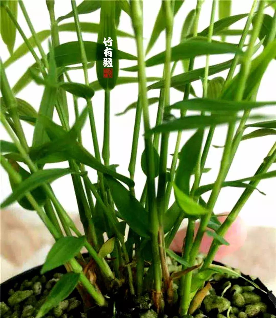 姬翠竹竹杆种植,姬翠竹养护修剪