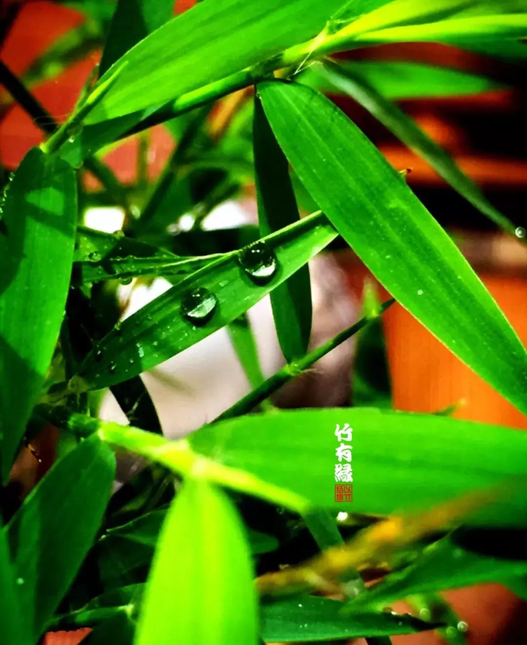 姬翠竹竹杆种植,姬翠竹养护修剪