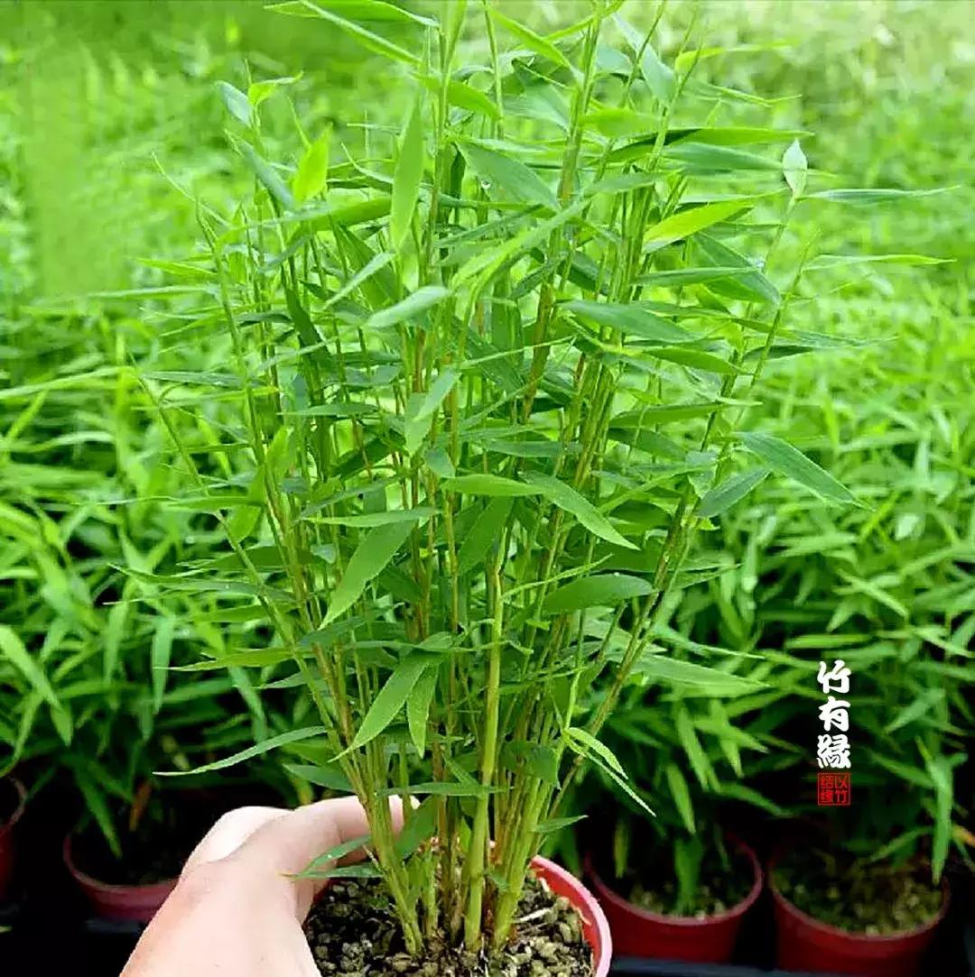 姬翠竹竹杆种植,姬翠竹养护修剪